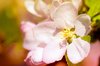 Spring blossom: Vivid apple blossom