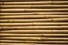 Bamboo: rotan