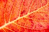 Autumn color: Fall leave close up