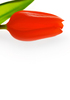 tulipa vermelha: 