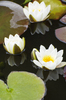 Lily pond: Water lilies