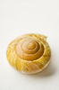Sea shell on white background: Round sea shel or snail shell on white background
