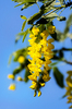 yellow beauty: yellow flowers