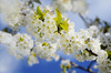 White blossoms: White spring blossoms against a blue sky