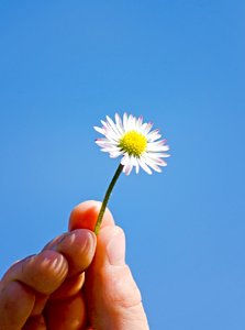 Daisy in the sky: Hand holding up a single daisy