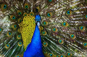 Peacock: bird