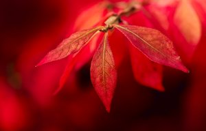 Fierce fall leaves: red fall leaves