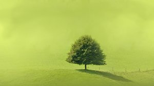 Solitaire tree on a green hill: A green solitaire tree on  a hillside