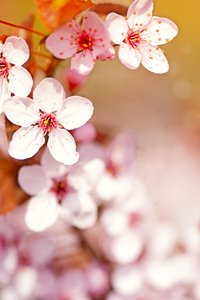 Spring glory 2: spring blossoms