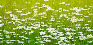Summer field: summer daisies in grassy meadow