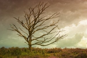 Sorrow: Old tree in heather field