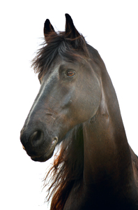 um cavalo marrom escuro: 
