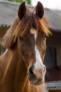 Horse head: Browne horse portrait