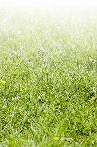 Grass gradient: grass background