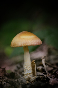 Mushroom: Fall mushroom in forest