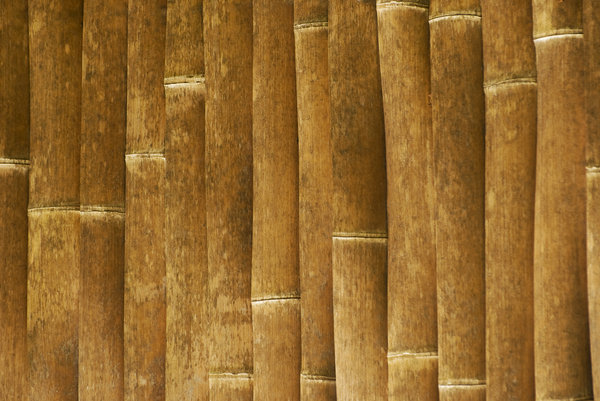 Bamboo wall: texture of bamboo