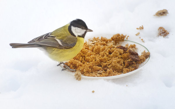 Alimentación en invierno pájaro: 