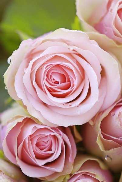 Pink rose: pink roses
