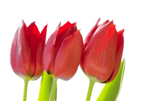 Three red tulips: 