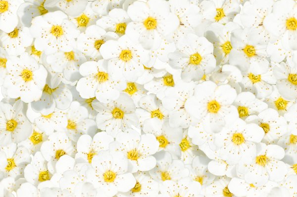 Họa tiết hoa nhỏ trên nền trắng là một lựa chọn tuyệt vời để trang trí ngôi nhà của bạn. Họa tiết nhỏ nhắn này toả sức sống và độ tươi mới, tạo ra sự thư thái và hài hòa cho không gian sống của bạn. Hãy cùng xem bức tranh để tận hưởng vẻ đẹp tuyệt vời này nhé!