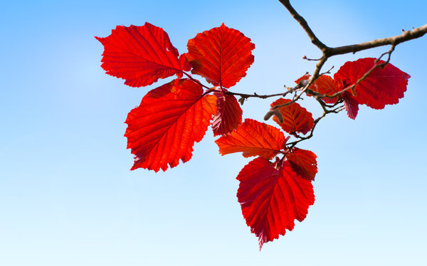 Red Hazel leaves: 