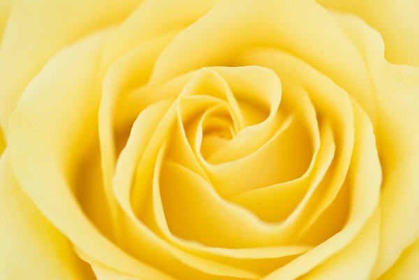 Rose céu amarelo: 