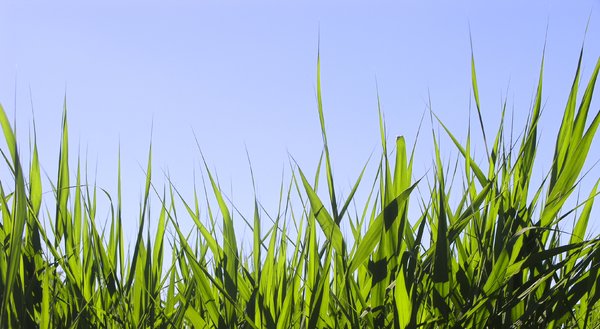 Grass: Tall summer grass