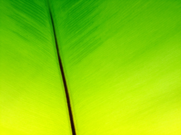 Banana leaf: vivid banana leaf macro