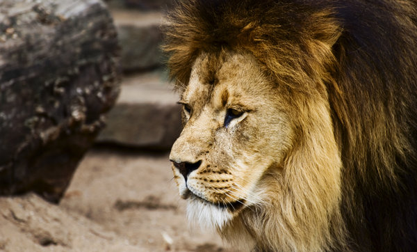 Lion: Male lion
