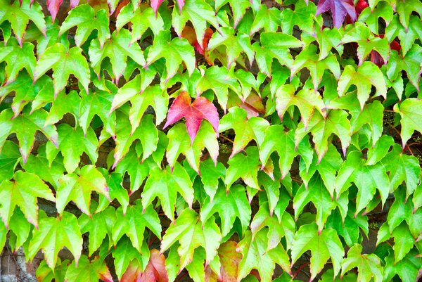 Ivy texture: wall covered with ivy