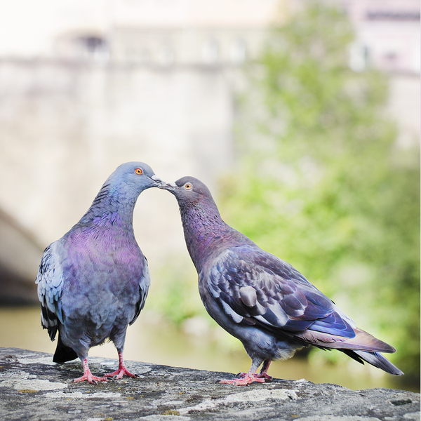 Kissing pigeons: Kissing love birds