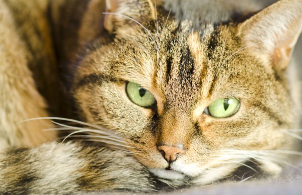 Green eyed purrrrr: tabby cat close-up