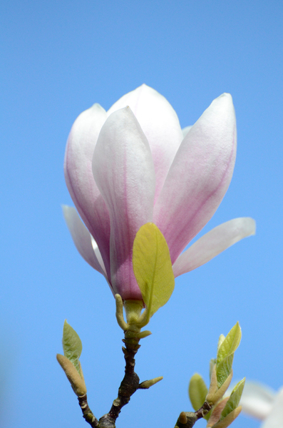 Single magnolia: magnolia against a blue sky